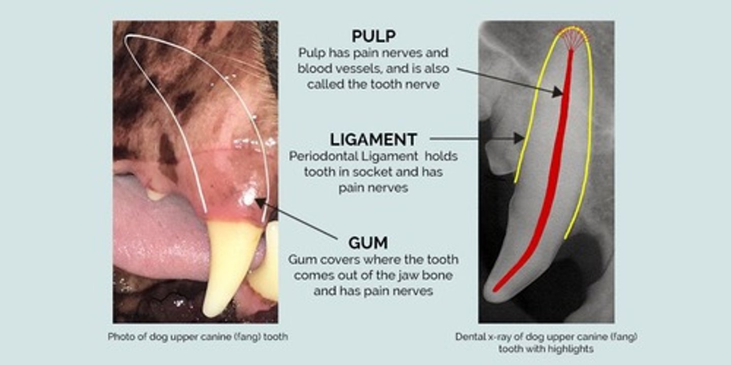 <p>Fibrous joint between tooth and socket.</p>