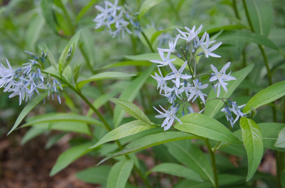 Eastern Bluestar