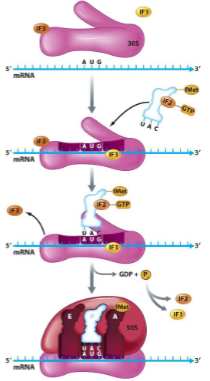 <ol><li><p>shine-dalgarno sequence, 30s</p></li><li><p>IF3</p></li><li><p>IF1, A</p></li><li><p>IF2, formylmethionine tRNA</p></li><li><p>50s, 30s</p></li></ol><p></p>