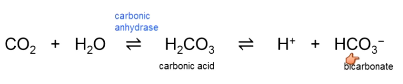 <p>Takes several hours/days → respiratory can do this in a couple seconds</p><p>All kidney tubule cells have lots of carbonic anhydrase → always have H<sup>+</sup> and HCO<sub>3</sub><sup>- </sup></p><p>Generally reabsorb bicarbonate and secrete protons</p><p>Blood pH is 74, urine pH is 6.5</p><p>When blood pH is too high, stop absorbing bicarbonate</p><p>Stop secreting hydrogen when blood pH is high</p><p>When pH is low: absorb more bicarbonate, secrete more protons</p>