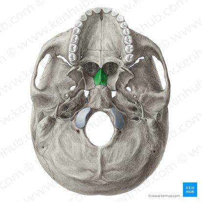 <ul><li><p>In midline of nasal cavity</p></li><li><p>Forms nasal septum with the ethmoid bone</p></li></ul><p></p>
