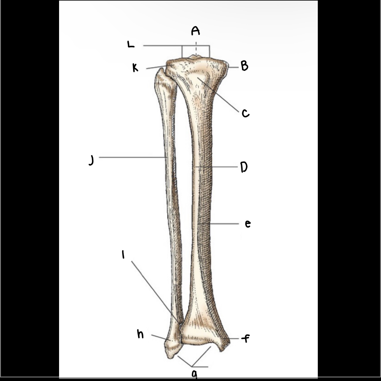 <p>What is letter K?</p>