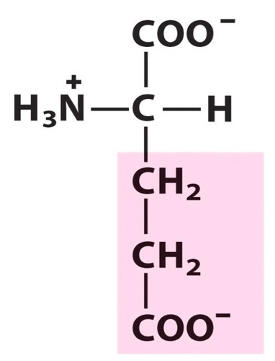 <p>Polar amino acid. Negatively charged. Acidic. [Glu, E]</p>