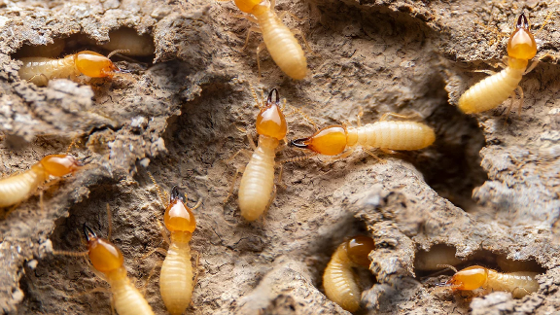 <ul><li><p>termites</p></li><li><p>modified cockroaches</p></li><li><p>eusocial: king, queen, workers, soldiers</p></li><li><p>closely related to wood-eating cockroaches</p></li><li><p>can live monogamously for 30 years</p></li></ul><p></p>