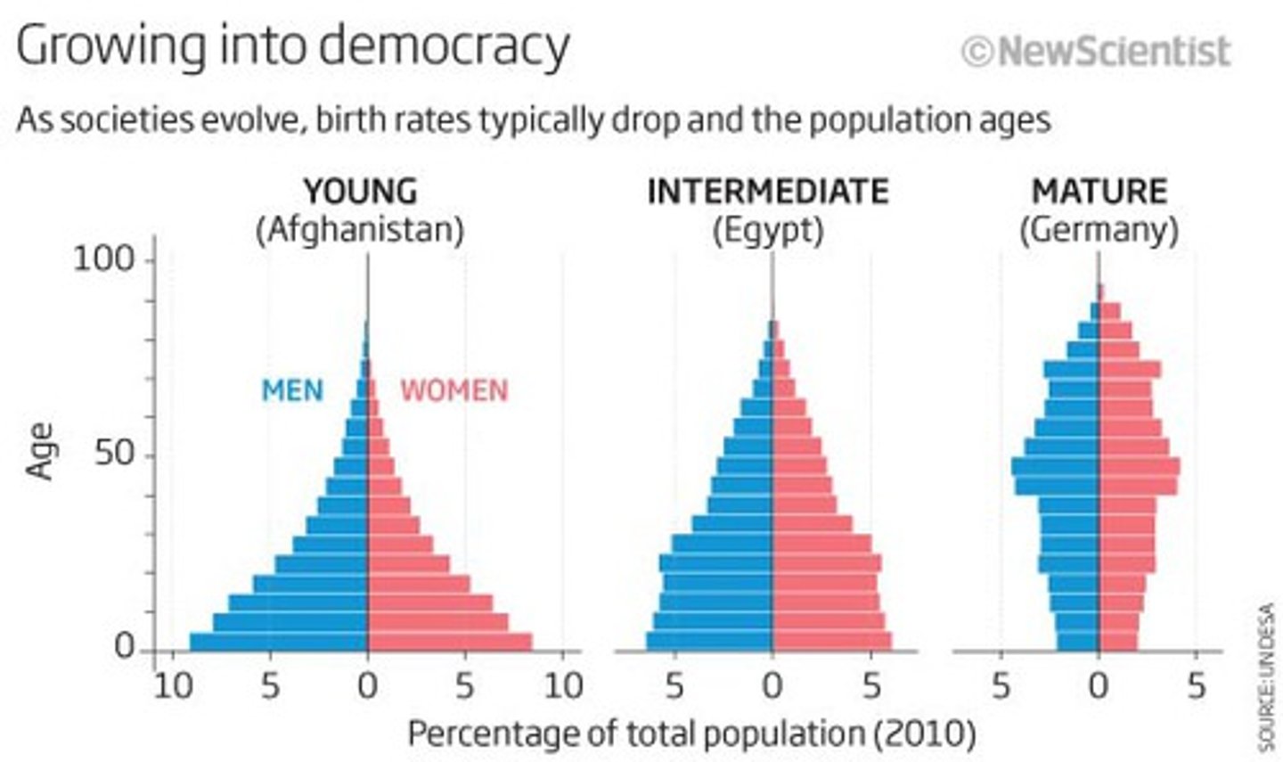 <p>pyramid that shows the percentage of the population in different age groups</p>