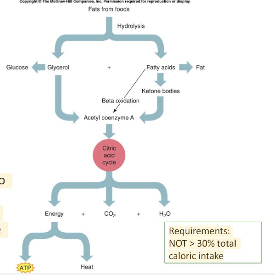 * fats and fatty acids are picked up by the liver
  * Some are oxidized to provide energy for liver cells
  * The rest are broken down into simpler compounds and released into the blood
  * Requirements: NOT > 30% of total caloric intake