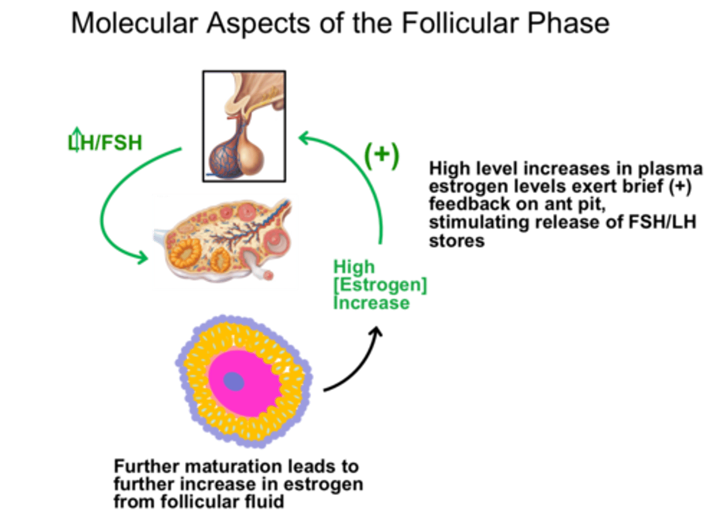 <p>Response of the system goes in the same direction as the change that sets it in motion</p><p>Pituitary gland secretes LH that stimulates the ovaries to secrete estrogens, which regulate reproductive function</p><p>Under certain conditions, a rise in estrogen can trigger an increase in the secretion of LH which stimulates more estrogen which again stimulates LH (called "LH surge")</p><p>Some factor always acts to terminate the positive feedback, this case its ovulation</p><p>ie. labour (terminated by baby and release of placenta)</p>