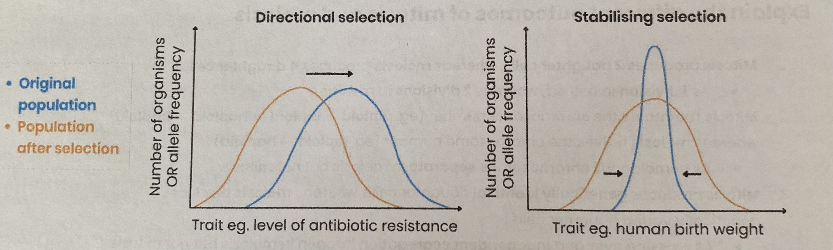 <ul><li><p>EXAMPLE= <strong>Antibiotic resistance</strong> in bacteria</p></li><li><p>KEY FEATURE- WHO HAS A SELECTIVE ADVANTAGE?= organisms with an <strong>extreme variation of a trait</strong> e.g. bacteria with high level of resistance to a particular antibiotic </p></li><li><p>CHANGE IN ENVIRONMENT= <strong>yes</strong>, usually e.g. antibiotic introduced </p></li><li><p>EFFECT ON POPULATION OVER MANY GENERATIONS= <strong>increased</strong> frequency of organisms with/ alleles for <strong>extreme trait. </strong>Normal distribution curve <strong>shifts</strong> towards extreme trait </p></li></ul><p></p>