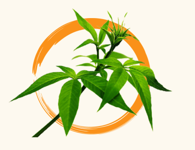 <p>Lagundi (Vitex negundo)</p>