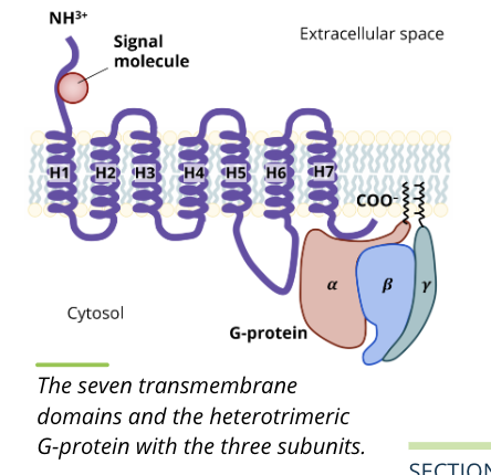 <ul><li><p>GPCRs represent a superfamily of receptors with hundreds of genes coding for different receptors</p></li><li><p>involved in many functions such as smell detection, and fight or flight activation</p></li></ul><p></p><p>structure</p><ul><li><p>a combination of seven transmembrane domains (H1 to H7) as well as heterotrimeric G protein with aplha, beta, and gamma subunits that interact with each other</p></li></ul><p></p><p>function</p><ul><li><p>the binding of a ligand to a GPCR causes a conformational shape change in the receptor that leads to the activation of the coupled G protein subunits</p></li></ul><p></p>