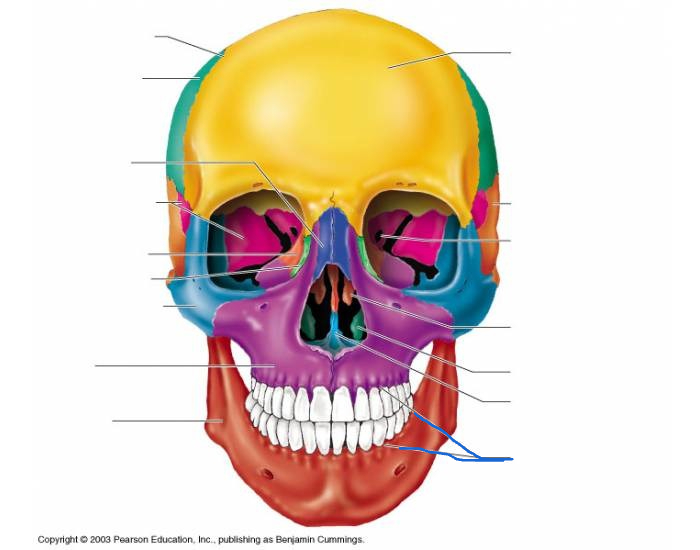 <p>what are the blue lines pointing to? (anterior view)</p>