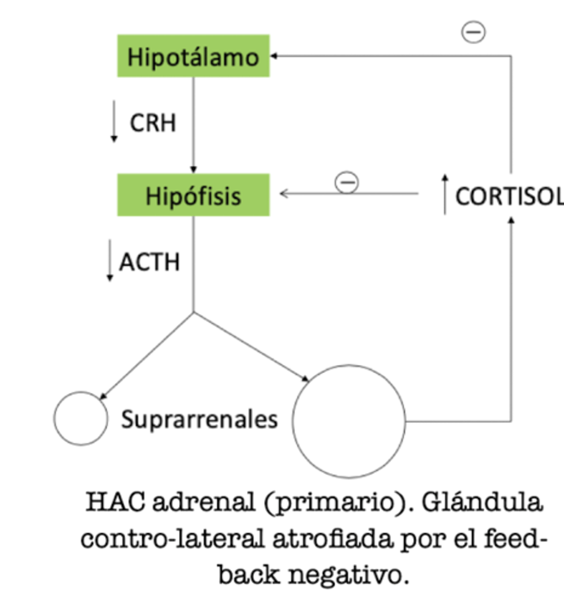 <p>HAC primario/adrenal</p>