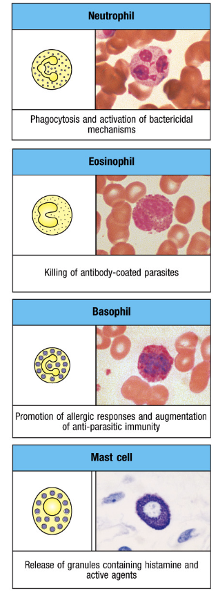 <p><strong>the myeloid lineage: innate cells</strong></p><p><strong>_______</strong></p><ul><li><p>include neutrophils, eosinophils, basophils, and mast cells </p></li><li><p>first responders to multiple extracellular pathogens, including bacteria/parasitic worms</p></li><li><p>when activated, they release contents of _____, which directly and indirectly impair pathogen activity</p></li><li><p>also release ______ that influence adaptive immune response and are potent contributors to allergic respones</p></li></ul><p></p>