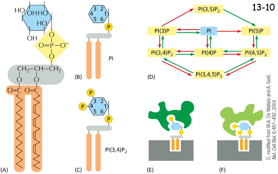 <p>organelles</p><p>phosphoinositol undergoes phosphorylation and de-phosphorylation at various position of their inositol sugar ring to form phosphoinositides or phosphotidylinositol phosphates (PIPs)</p><p>the head groups are recognized by adaptor proteins that discriminate between different forms, PI(3)P and PI(4,5)P2</p>