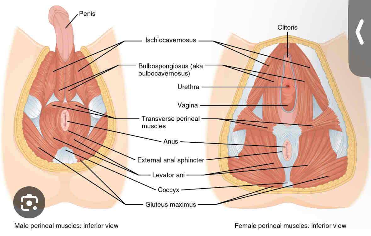 <p>the area between the anus and the genitals.  larger in males, smaller in females </p>