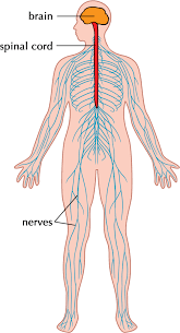 <p>Responds to internal and external changes. Includes brain and nerves.</p>