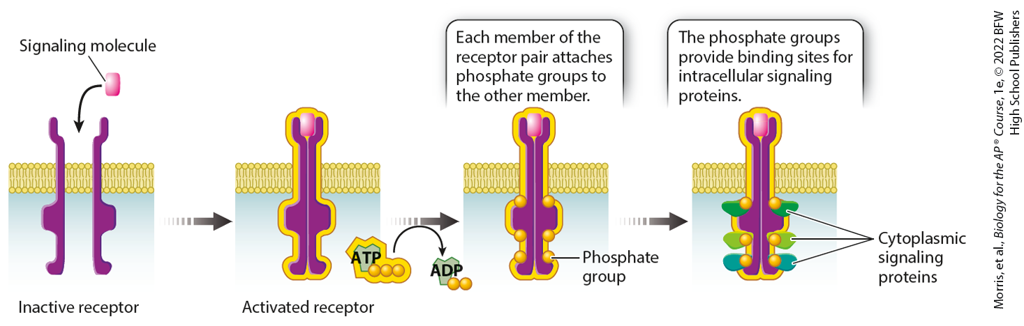 <p>a receptor protein in cell membranes that have kinase activity that is activated after binding to an extracellular signaling molecule; a hydrophilic signaling molecule</p>