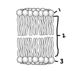 <p>Where is the hydrophobic region in the membrane?</p>