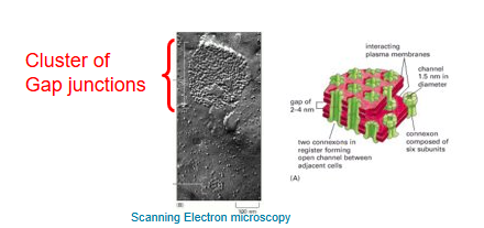 <ul><li><p>cells from the body must also communicate efficiently between them. This is controlled by these gap junctions</p></li><li><p>They’re aqueous channels (‘pore’ like structures) allowing small molecules (&lt;_ 1000Da molecular weight) to pass b/w adjacent cells.</p></li></ul><p></p>