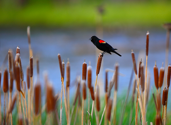 <p>Red-winged Blackbird</p>