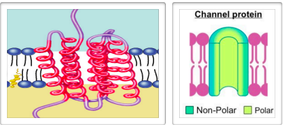 <ul><li><p><mark data-color="blue">Non-polar amino acids</mark> are located <strong><span style="color: blue">within</span></strong> membrane</p><ul><li><p><em><mark data-color="blue">Anchors protein</mark></em> into membrane</p></li></ul></li><li><p><mark data-color="red">Polar amino acids</mark> located on <strong><span style="color: red">outer surface</span></strong> of membrane</p><ul><li><p>Extend into <em><mark data-color="red">extracellular fluid &amp; cytosol</mark></em></p></li></ul></li></ul><p><img src="https://knowt-user-attachments.s3.amazonaws.com/aefba973-9f95-4497-be28-6a7025d343ba.jpeg"></p>
