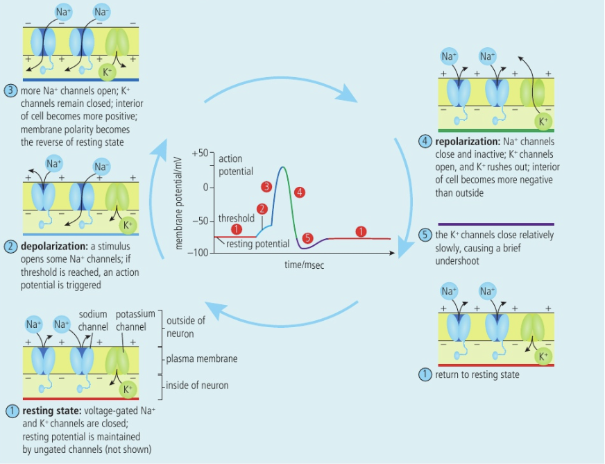 <ol><li><p>Resting state: voltage-gated Na+ and K+ channels are closed; resting potential is maintained by ungated channels</p></li><li><p>Depolarization: a stimulus opens some Na+ channels; if threshold reached (-55mV), an action potentially triggered</p></li><li><p>More Na+ channels open; K+ channels remain closed; interior of cell becomes more positive; membrane polarity becomes the reverse of resting state</p></li><li><p>Repolarization: Na+ channels close and inactive; K+ channels open, and K+ rushes out; interior of cell becomes more negative than outside</p></li><li><p>K+ channels close relatively slowly, causing brief under shoot</p></li></ol><ol><li><p><span style="font-size: 1.6rem">Return to resting state</span></p></li></ol><p></p>