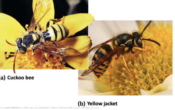 <p>two or more unpalatable species resemble each other</p>