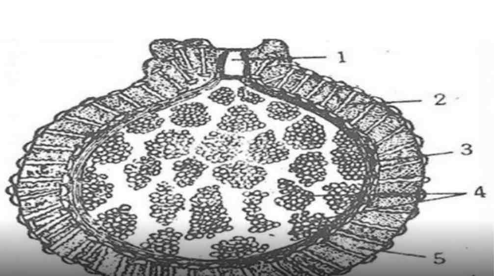 term image