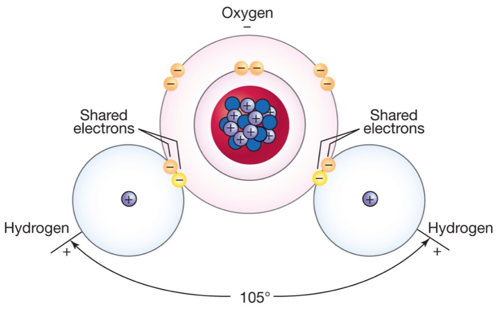 <ul><li><p>Oxygen atom (8 electrons) about twice the size of hydrogen (1 electron).</p></li><li><p><strong>Covalent</strong> bond between oxygen and hydrogen atoms.</p><ul><li><p>Relatively strong bond, needs a lot of energy to be broken.</p></li></ul></li><li><p>Angle of ~105º between H atoms means they are both on the “same side” of the oxygen atom. </p></li><li><p><strong>Polarity:</strong> slide negative change on the oxygen side, and slight positive charge on the hydrogen side makes the water <strong>dipolar</strong>.</p></li></ul><p></p>