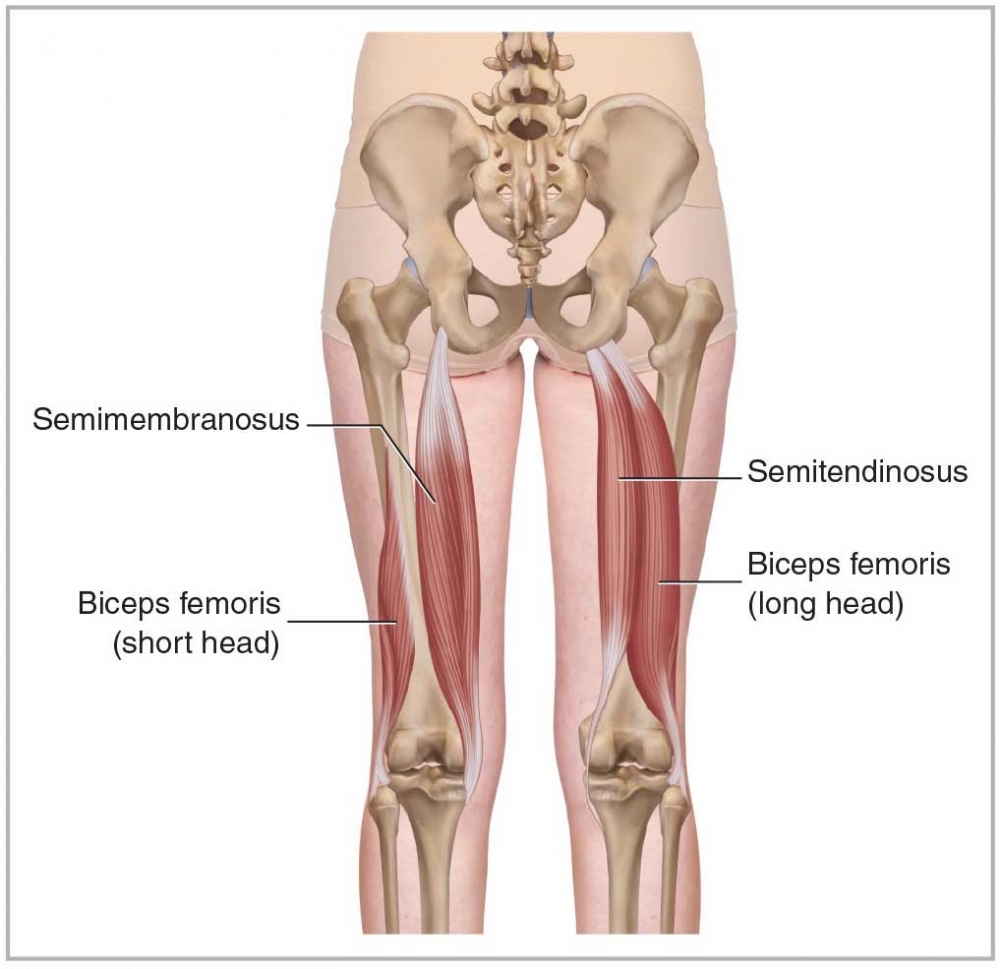 <p>HAMSTRINGS POSTERIOR LATERAL Origin: Ischial tuberosity and femur</p><p>Insertion: Head of fibula</p><p>Action: Hip and Knee Joint( thigh extension, external rotation, leg flexion and external rotation )</p>