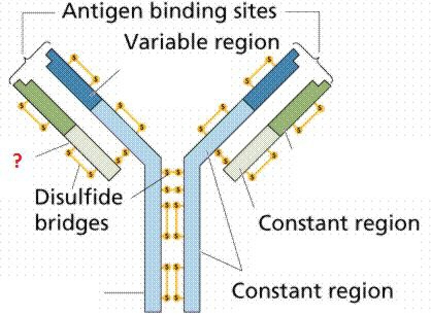 <p>- Fab antigen-binding is composed of hypervariable regions w/an extremely variable amino acid content</p><p>- groove of this antigen binding site has specific 3-dimensional fit for the antigen</p><p>- specificity of the 2 Fab sites is identical for each antigen</p><p>- Ig molecule can bind antigenic determinants on same cell or on 2 separate cells &amp; thereby link</p>