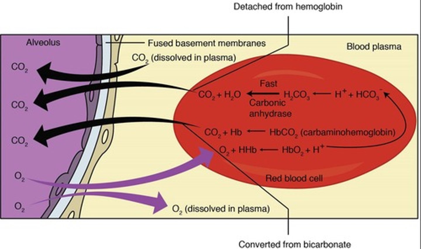 <p>Oxygen and carbon dioxide diffuse across the alveolar epithelium, capillary basement membrane, and endothelium into the blood.</p>