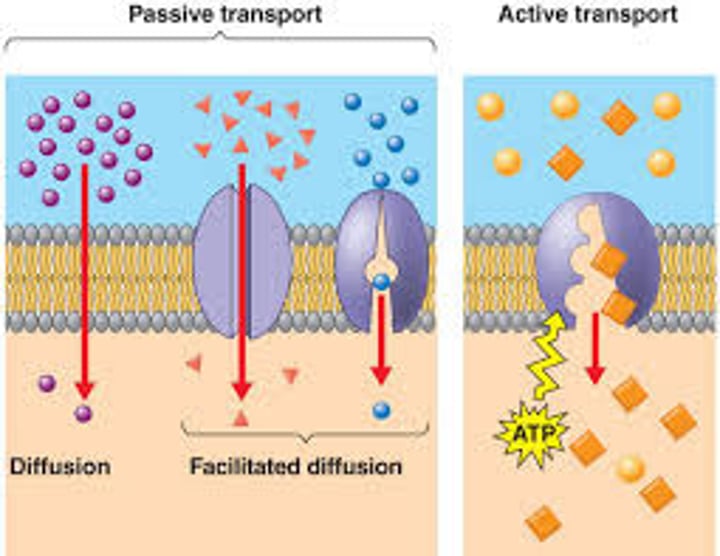 <p>Movement from an area of low concentration to areas of higher concentration (getting more crowded), uses energy, examples: sodium/potassium pump, endocytosis, exocytosis</p>