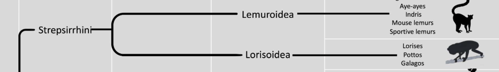 <p>a suborder. comprise the most ancestral-like of all primates: reliance on olfaction is not as reduced; nocturnal adaptations (tapetum lucidum), tendency toward smaller body sizes, small brains. also have derived traits like tooth comb.</p><p>lemurs and lorises</p>