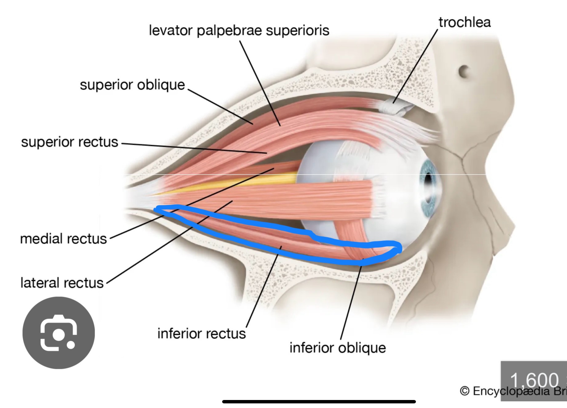 <p>What structure is this?</p>