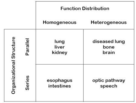 <p>esophagus, intestines</p>