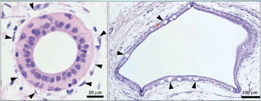 <ul><li><p>They are stratified and bilayered</p></li><li><p>Two layers of cuboidal cells</p></li><li><p>Generally are passive conducting tubes</p></li><li><p>Maybe pseudostratified to stratified</p></li><li><p>Contain both goblet cells and stem cells </p></li></ul><p></p>