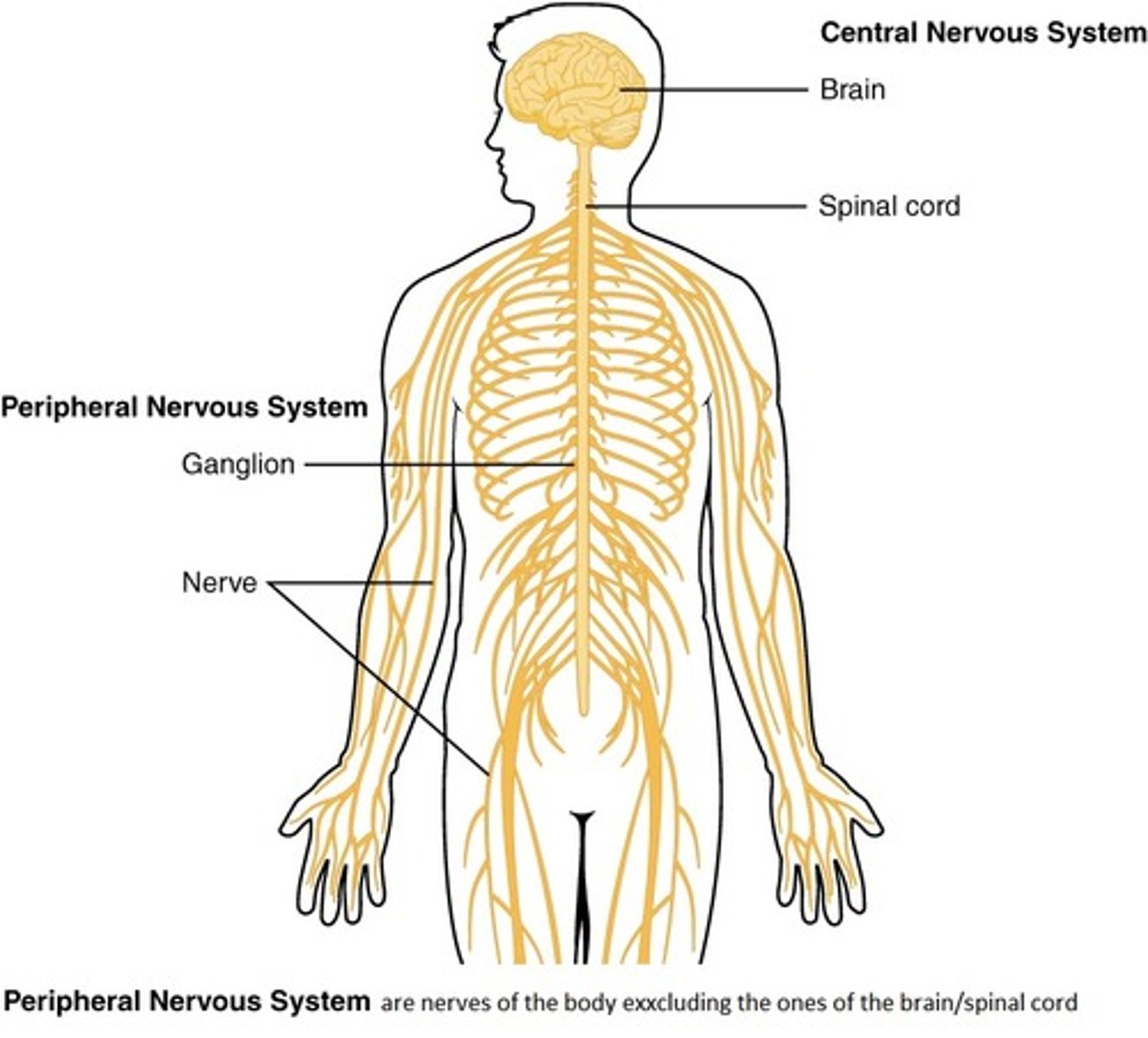 <p>brings information from the senses to the CNS and transmit information from the CNS to the muscles and glands</p>