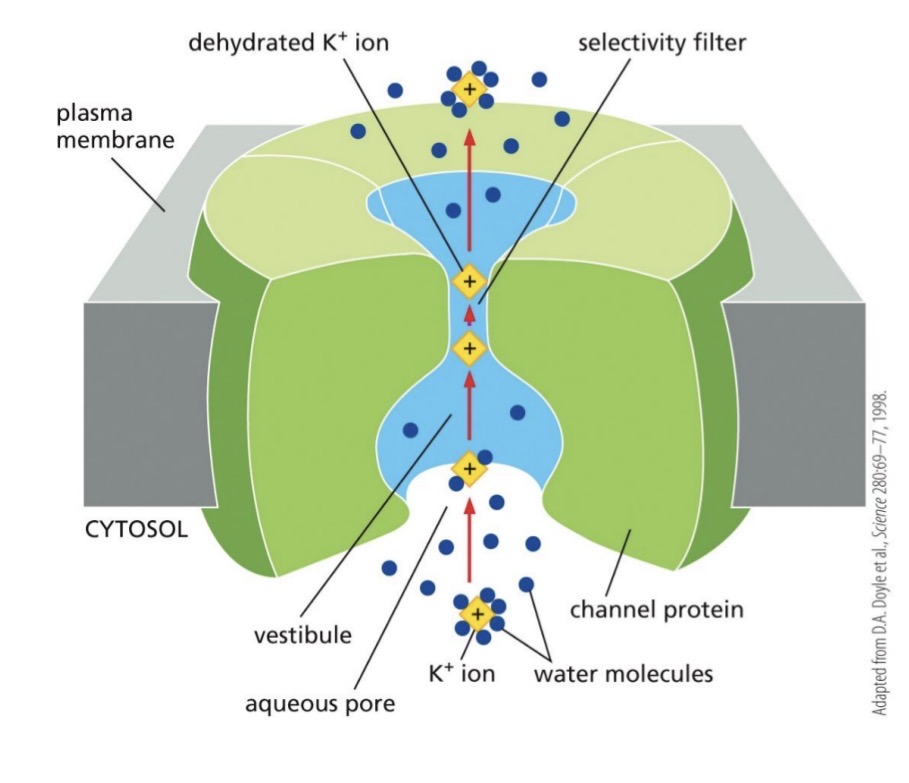 <p>Channel proteins</p>