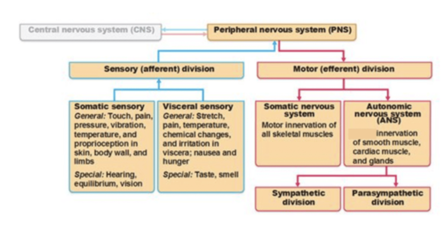 <p>Transmits action potentials from sensory receptors to the CNS.</p>