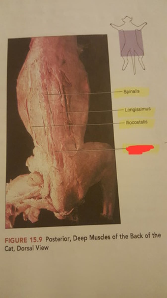 <p>name this muscle</p>
