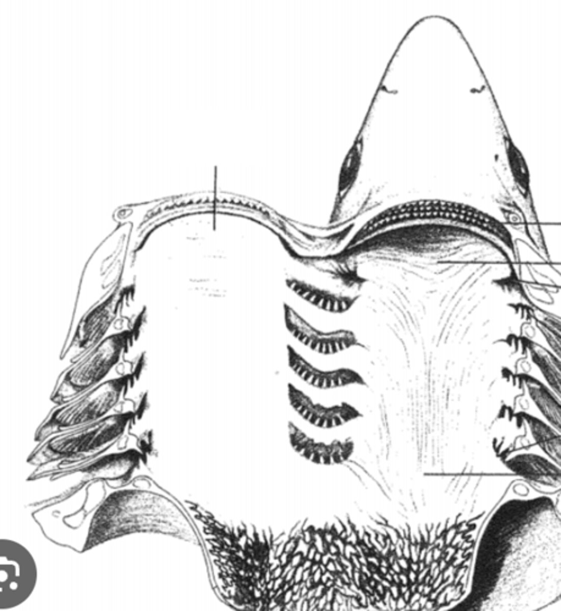 <p>Initial chamber for ingestion; mechanical and chemical digestion begins here — Interior of mouth anterior to pharynx within head</p>