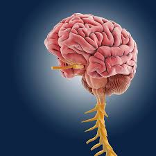 <p>Made up of brain and spinal cord</p>