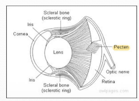 <ul><li><p>Pecten is out-folding of the retinal surface </p></li></ul><ul><li><p>Rich blood supply </p></li><li><p>Function: 1. Retinal nourishment 2. Acts as a sunshade → Reduce light reaching the retina </p></li></ul><p></p>