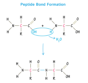 <p>Peptide Bond</p>