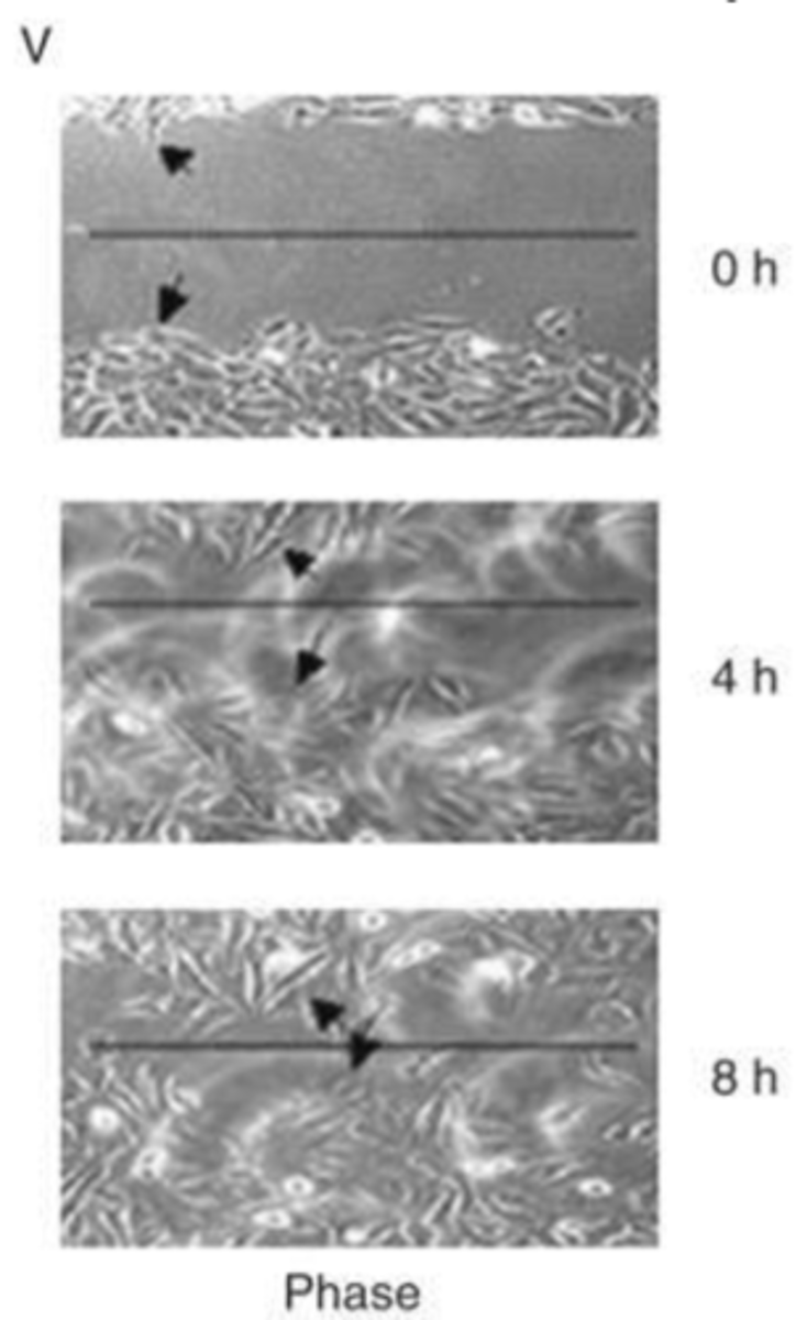 <p>cell behavior?</p>