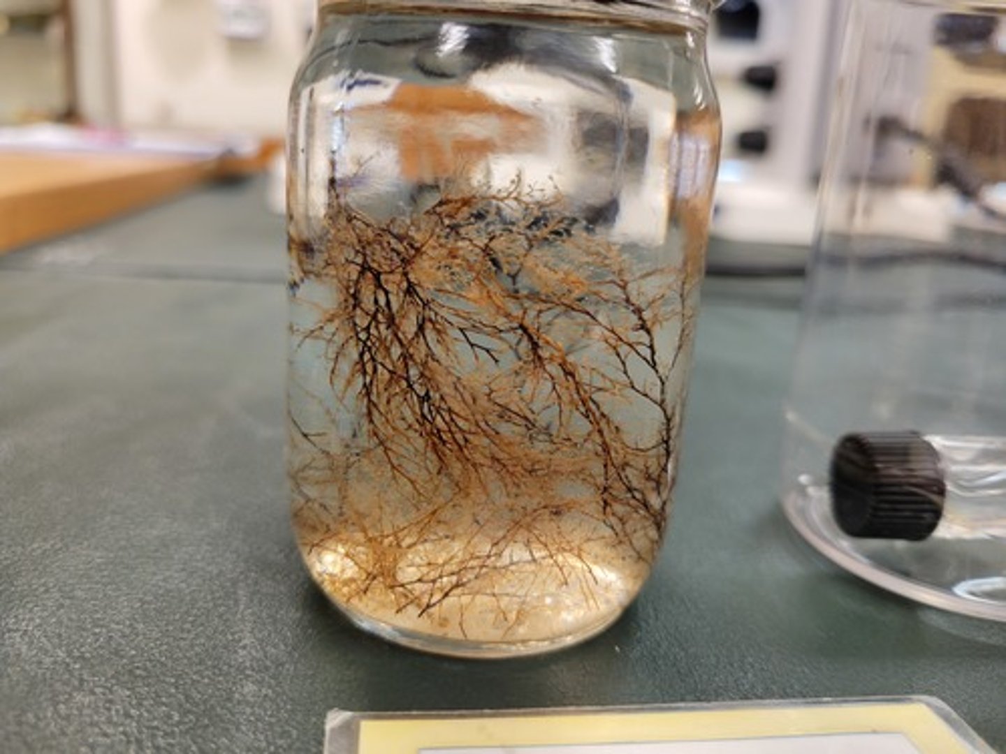 <p>Identify Taxonomy</p>