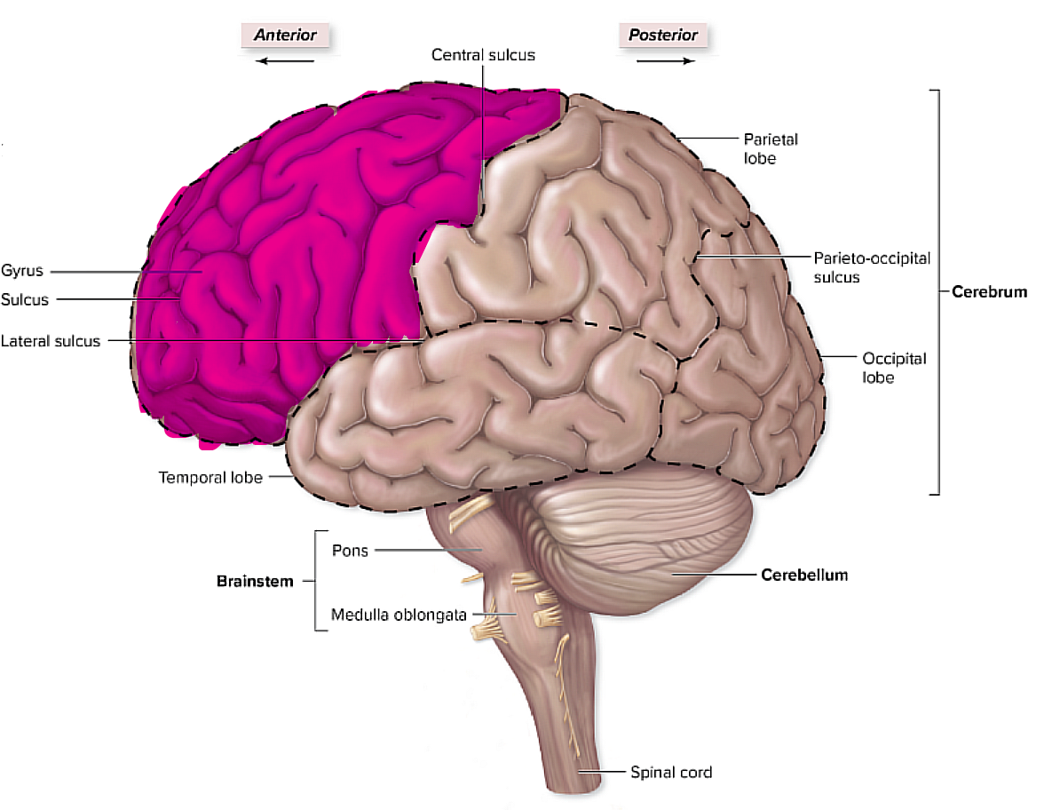 <p>it is superior to the lateral sulcus and anterior to the central sulcus: it is basically the most anterior lobe of the lobes, </p><p>it pertains to things like emotions, cognitive abilities, and voluntary motor control</p><p>has the <u>premotor cortex and the primary motor cortex</u></p>