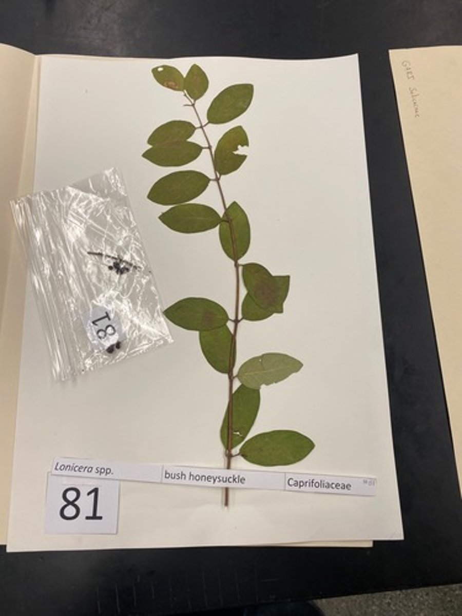 <p>Lonicera spp. (Caprifoliaceae)</p>