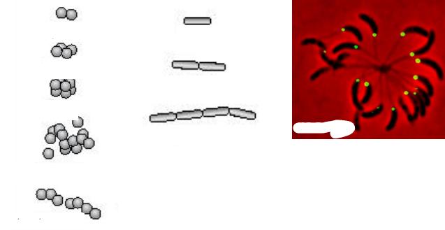 <p>Name the Prokaryotic Cell Arrangements</p>